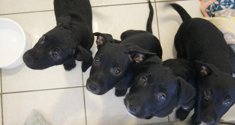 Dogs trust puppies for 2024 rehoming