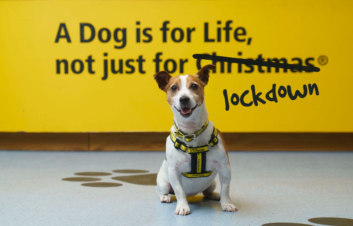 Dogs Trust Changes Famous Slogan For Good Cause