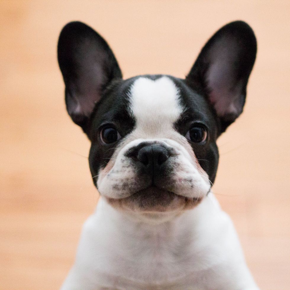13 Dogs With Big Ears: Basset Hounds, French Bulldogs, and More