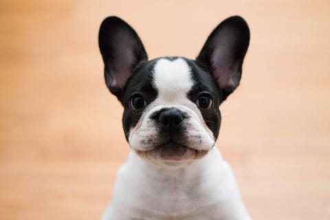 13 Dogs With Big Ears: Basset Hounds, French Bulldogs, and More