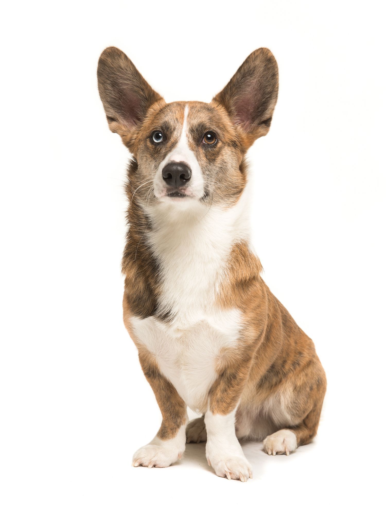 Dog breeds with large ears that stand outlet up