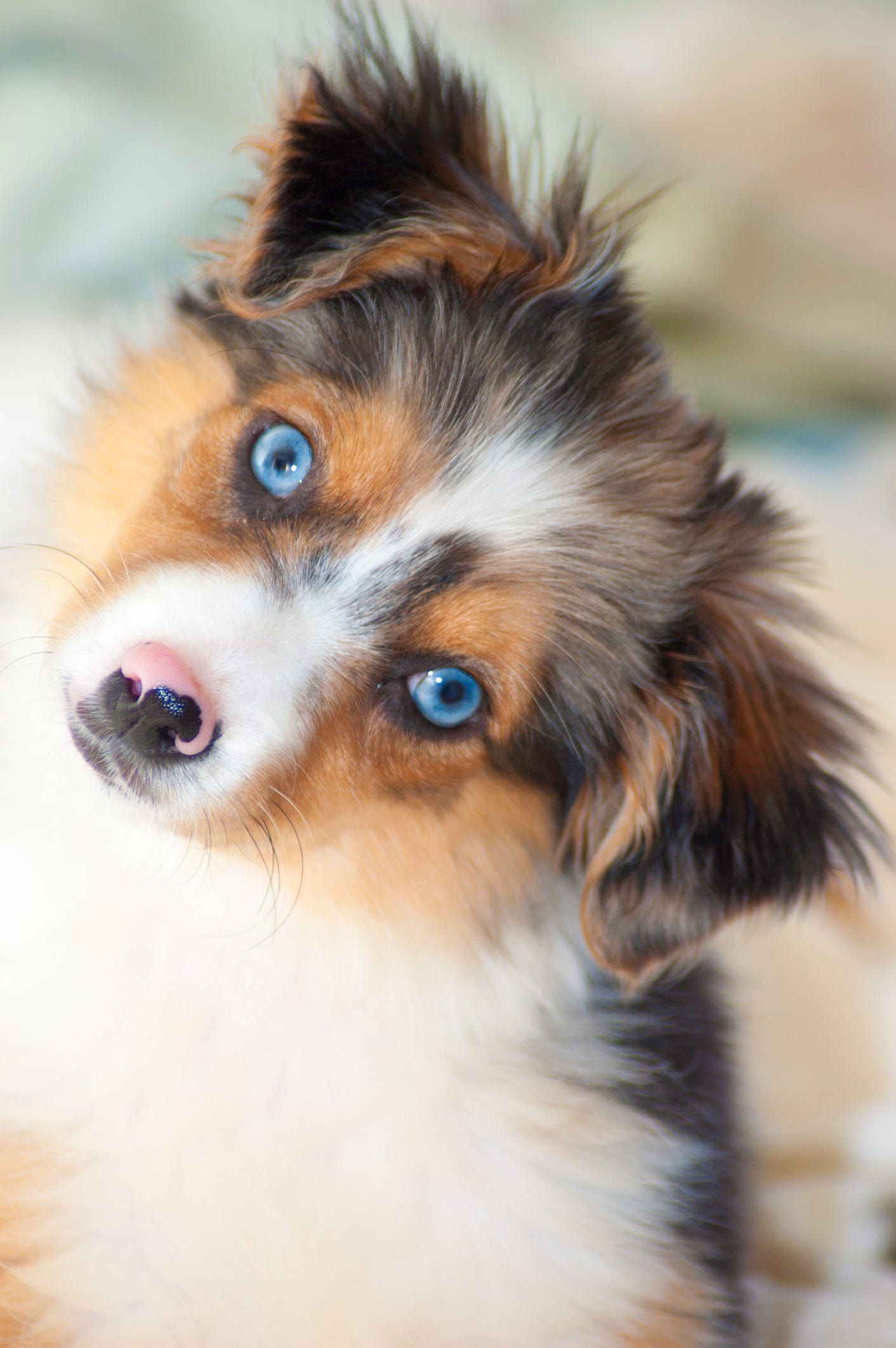 Are All Puppies Born With Blue Eyes