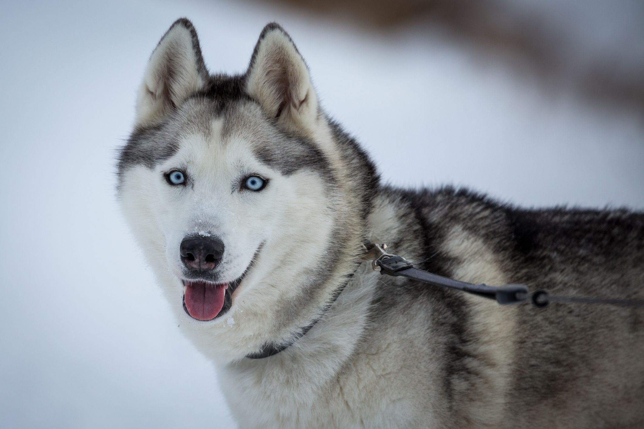 white siberian husky with blue eyes