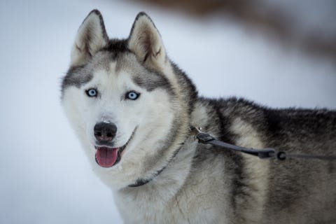 9 Dogs With Blue Eyes: Australian Shepherd, Siberian Husky, and More