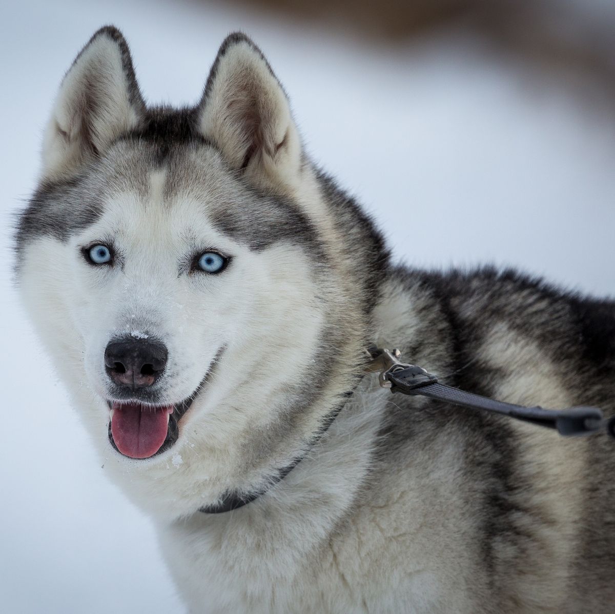 9 Dogs With Blue Eyes: Australian Shepherd, Siberian Husky, and More