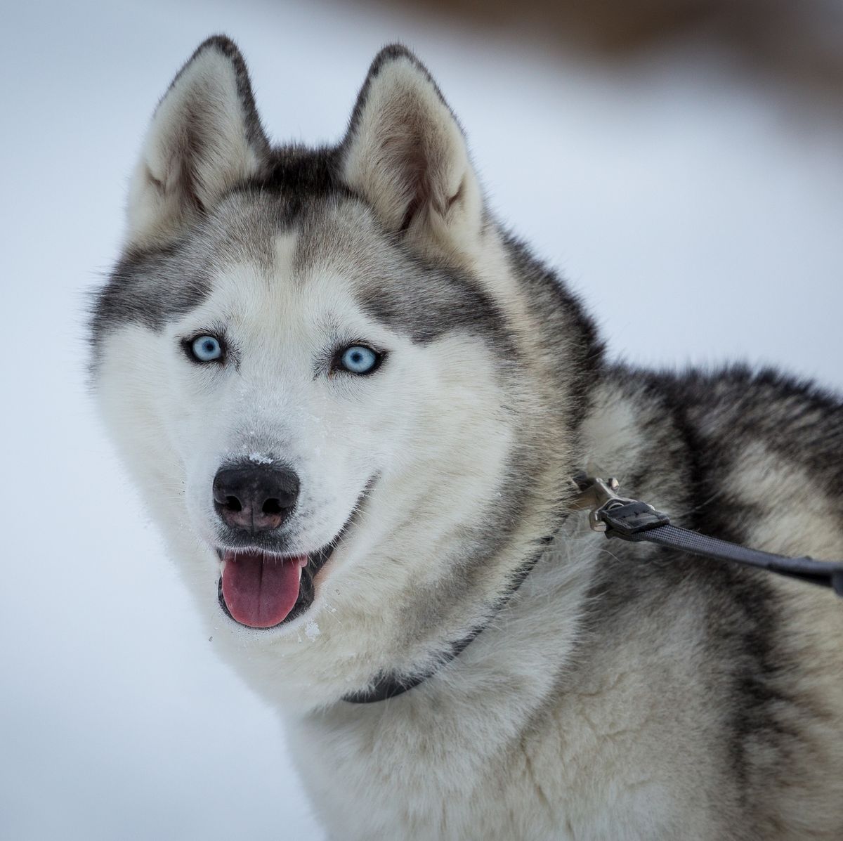 9 Dogs With Blue Eyes: Australian Shepherd, Siberian Husky, and More