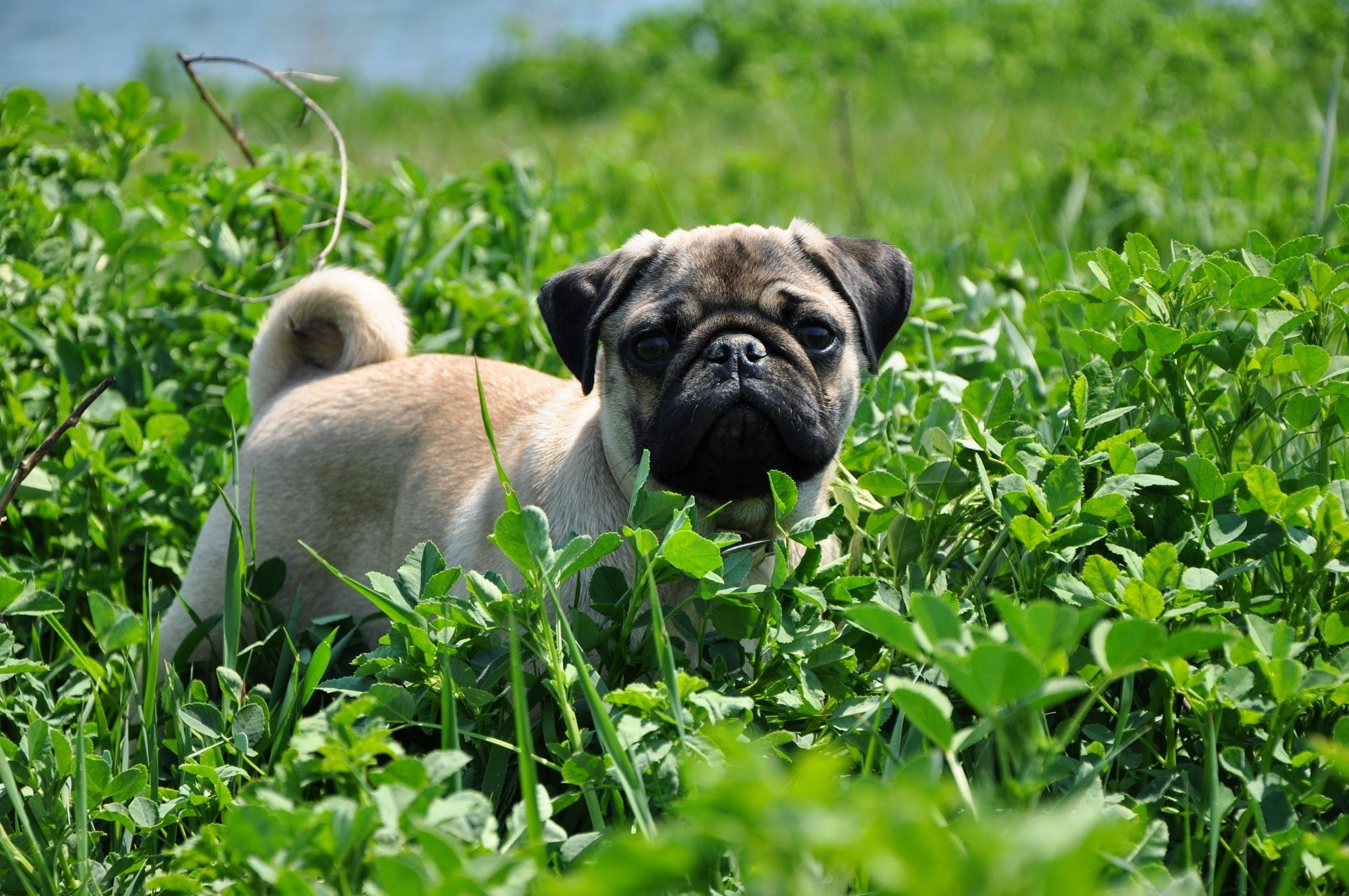 what dogs have tails that curl up