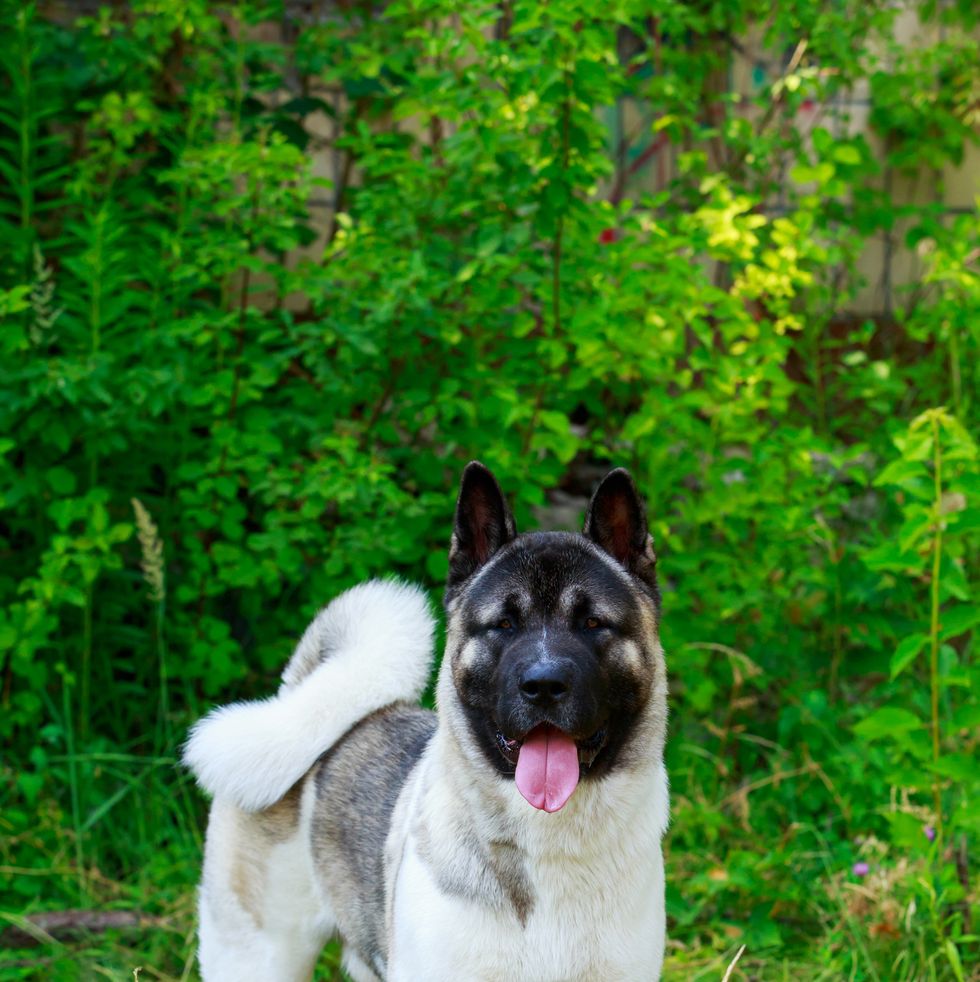 https://hips.hearstapps.com/hmg-prod/images/dogs-with-curly-tails-akita-1582662287.jpg?crop=1.00xw:0.668xh;0,0.292xh&resize=980:*