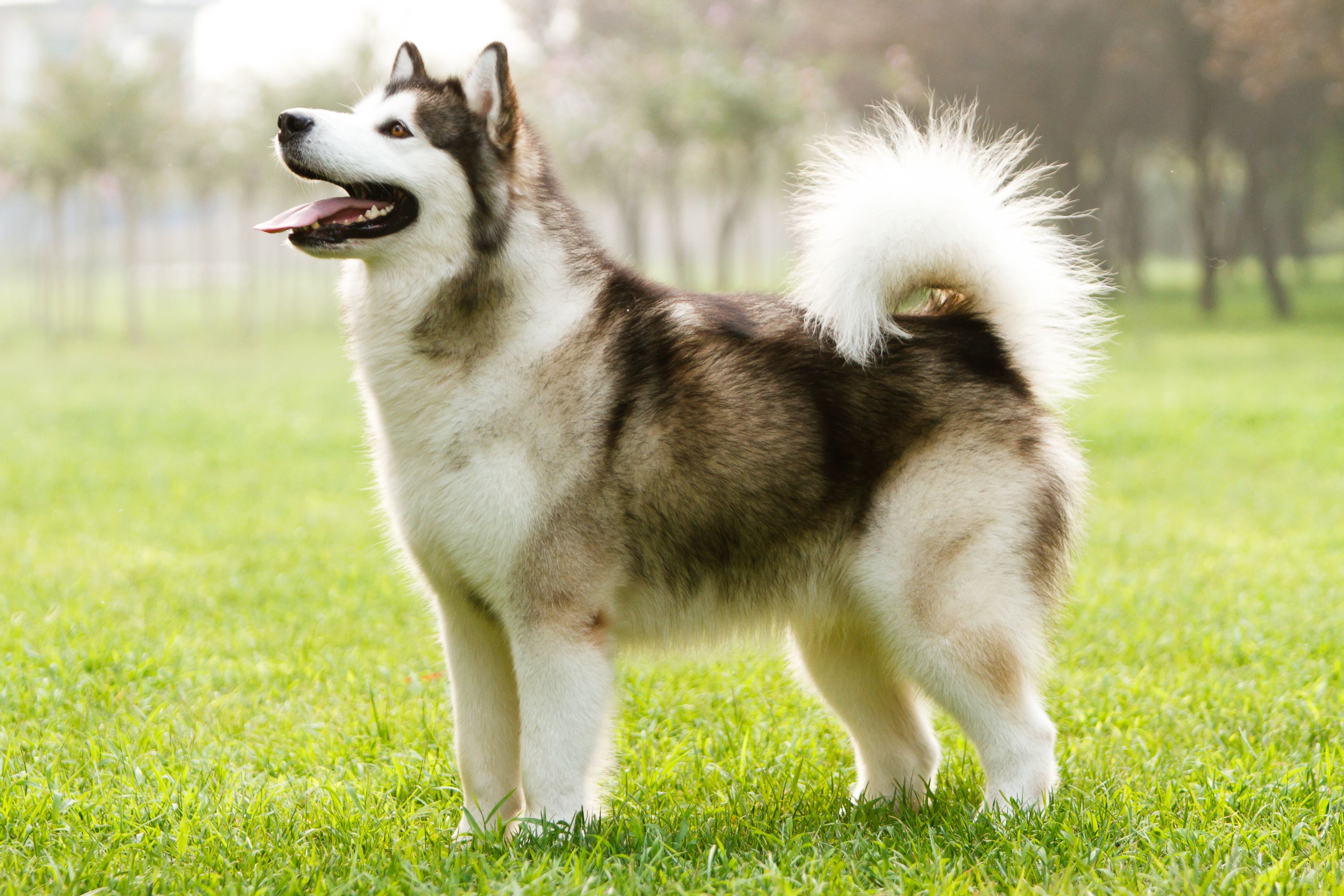 why do huskies have curly tails