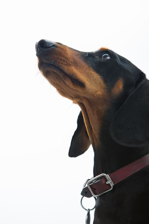 long nose dog dachshund