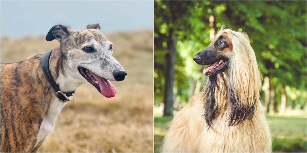 7 Dog Breeds With Long Noses