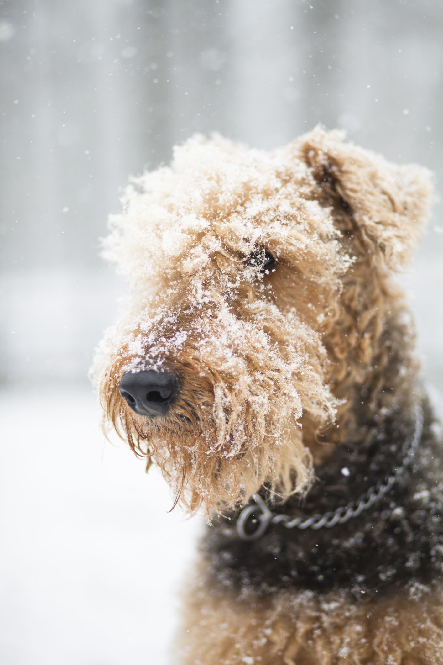 Long store faced terrier