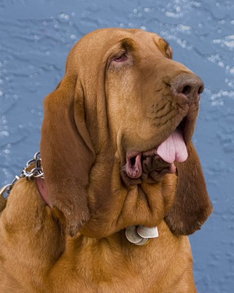 long nose dog bloodhound
