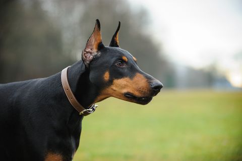 long nose dog doberman pinscher
