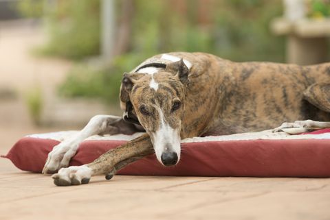 long nose dog greyhound