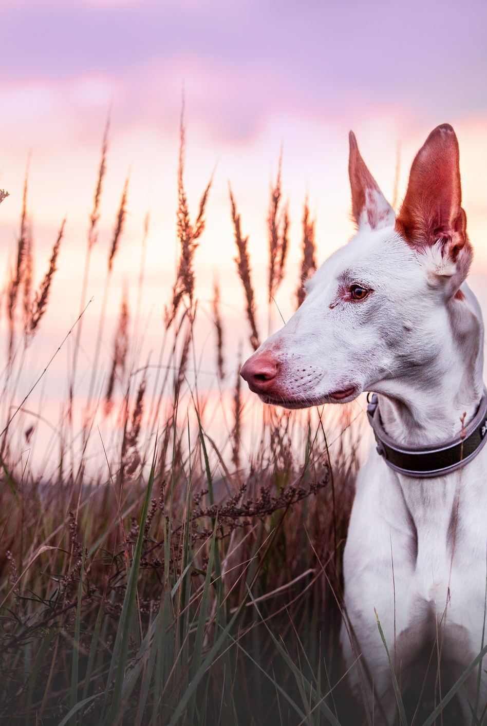 Discover the 12 Most Popular Short-Haired, Big Dog Breeds - AZ Animals