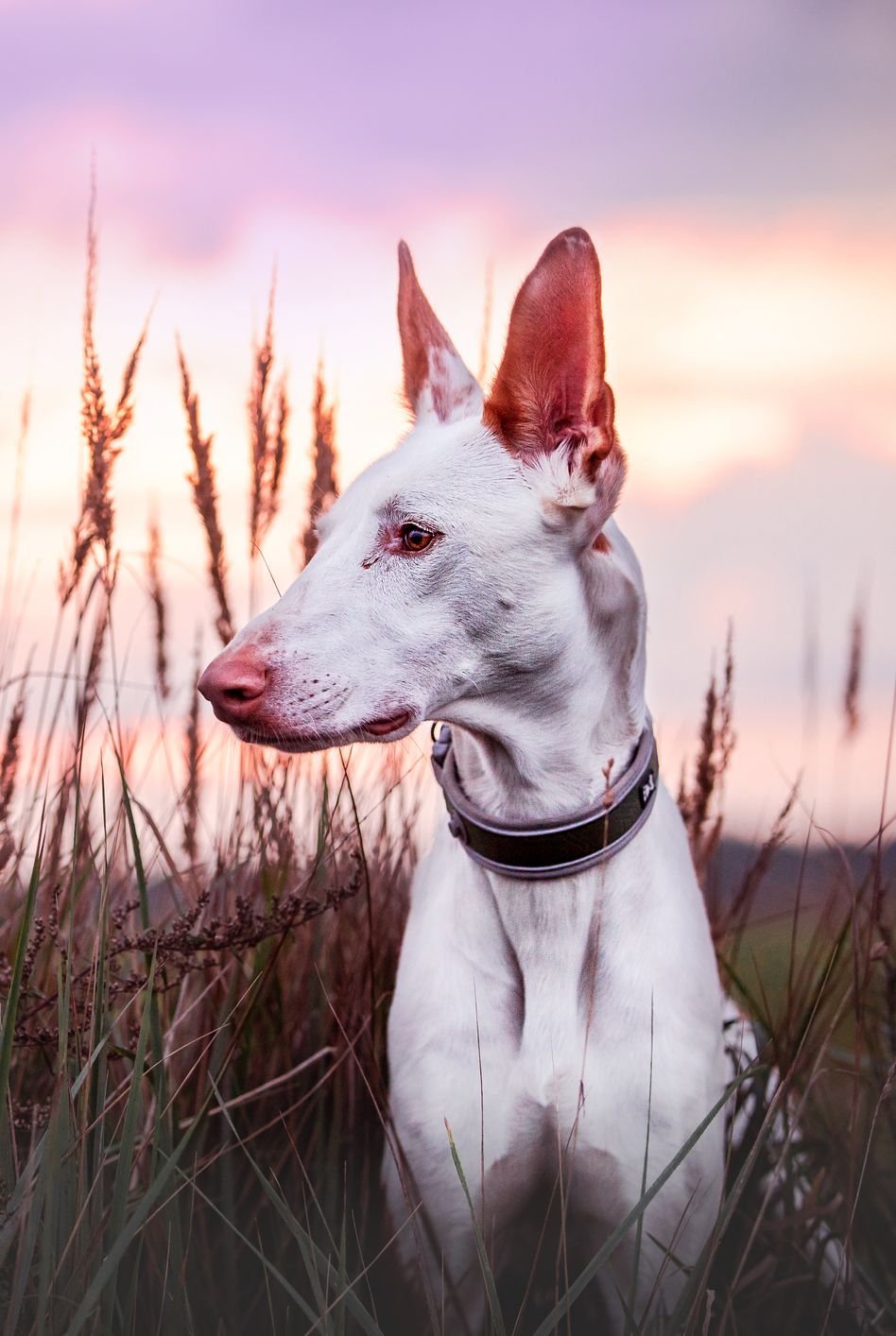 12 Dog Breeds With Long Noses: Dachshund, Greyhounds, And More