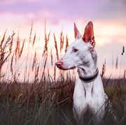 long nose dog ibizan hound in a meadow