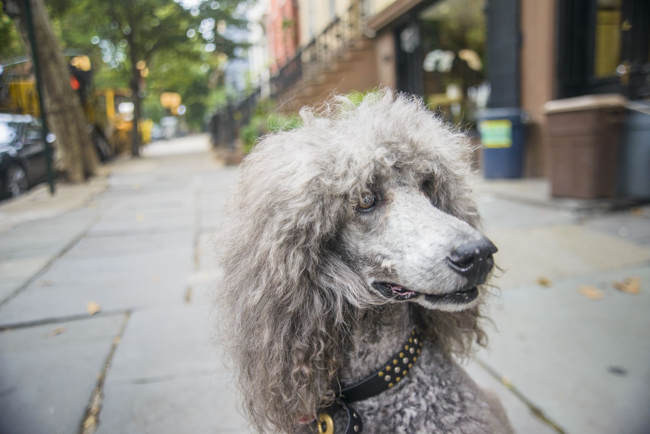 Dog with long nose and 2024 long hair