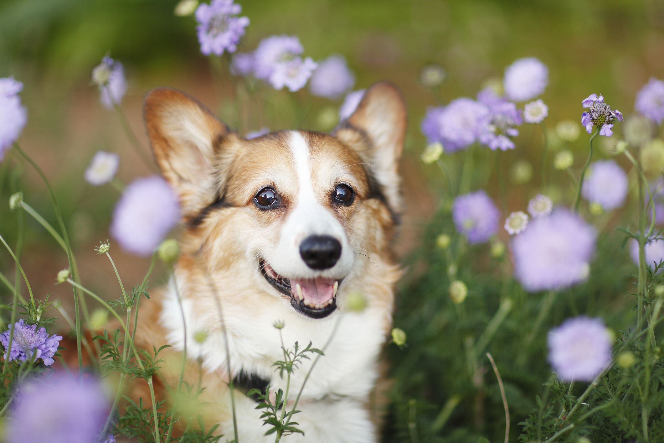 7 Dogs With Short Legs Corgi, Spaniel, and Terriers picture image