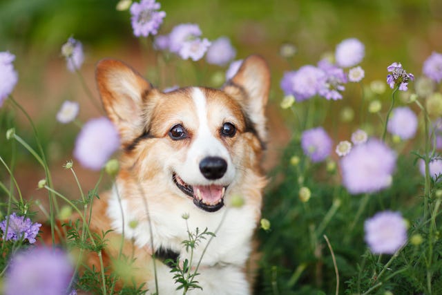 7 Dogs With Short Legs: Corgi, Spaniel, and Terriers