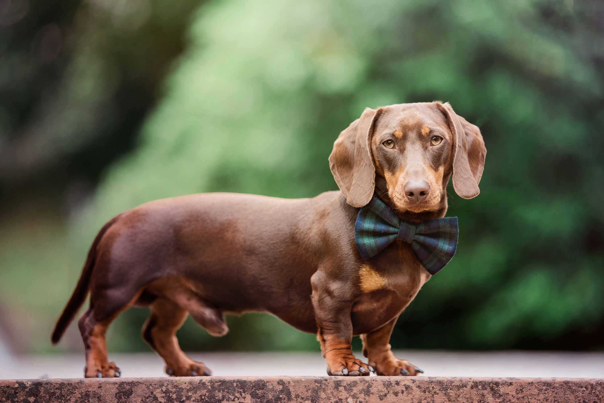 Long bodied shops short legged dog