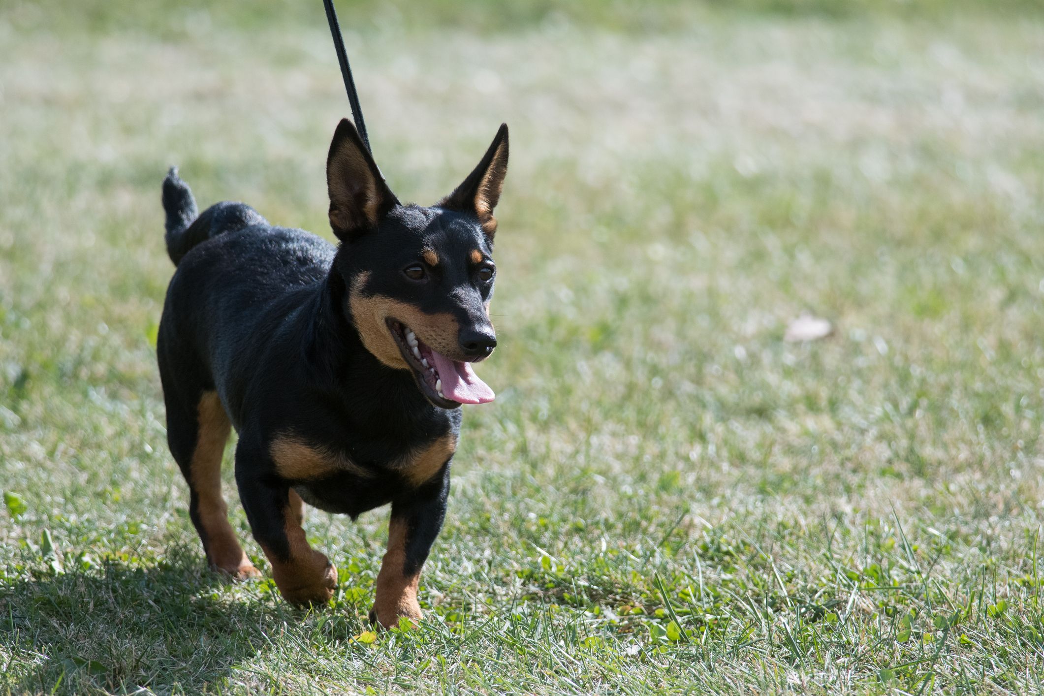 Long bodied shops short legged dog