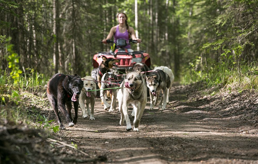 Dogs with ATV