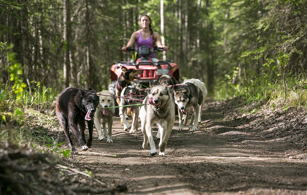 Dogs with ATV