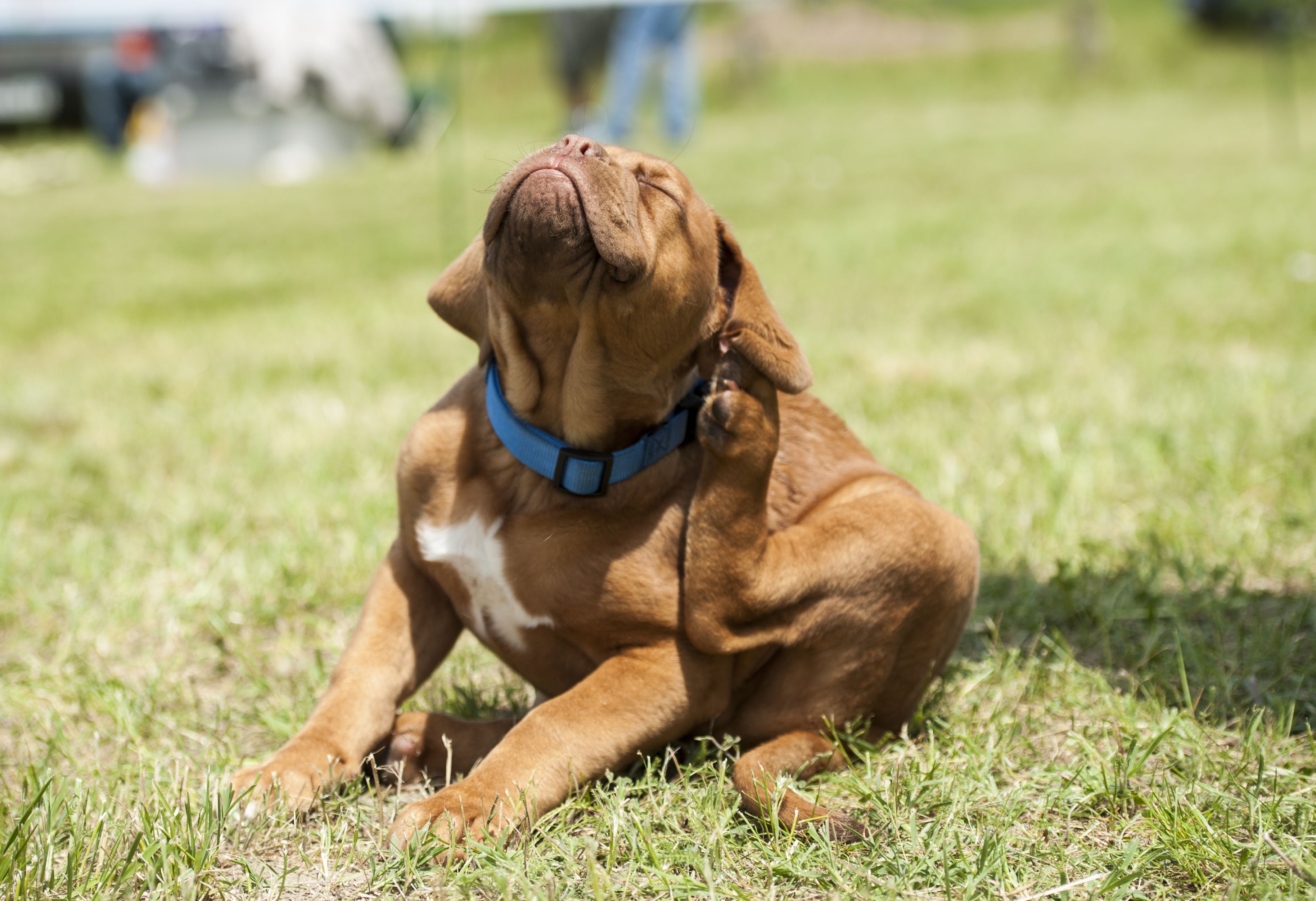 Rantow sales dog collar