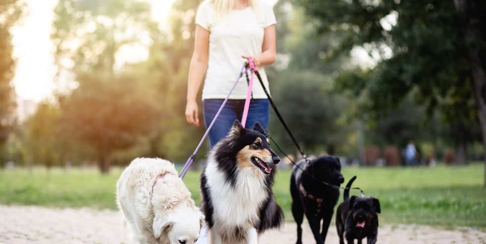 from boarding kennels to pet sitters how to get care for pets while you are away