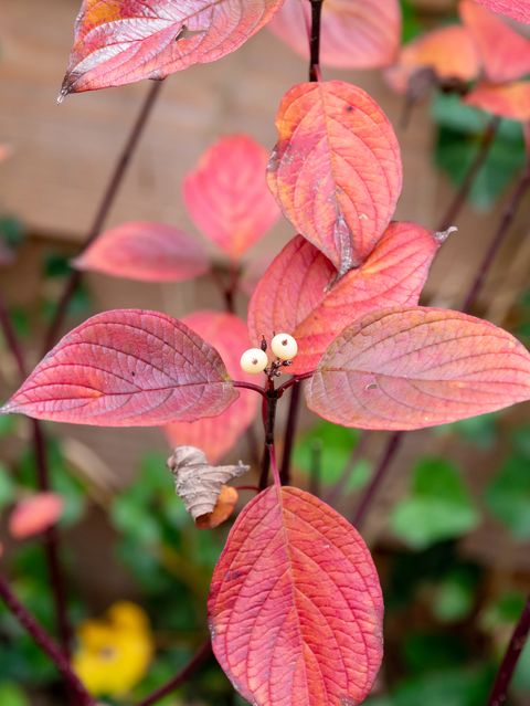 dogwood, cornus alba sibirica, with red leaves and white berries in garden in autumn, netherlands