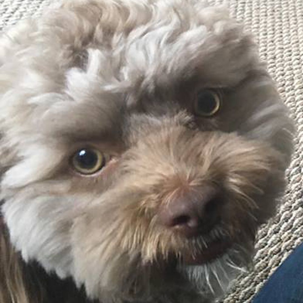 dog that looks like a human face