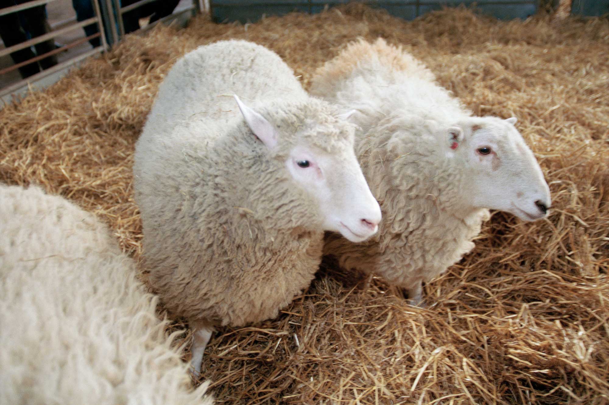dolly, the first sheep cloned, shares an enclosure with twins cloned from embryos megan and morgan