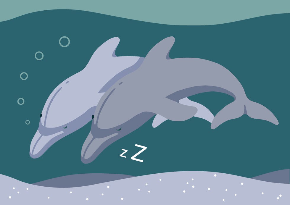 10 Weird And Wonderful Animal Sleeping Habits