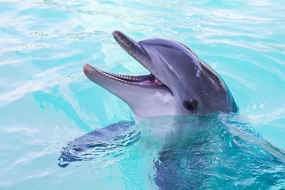 Fun Facts About Dolphins - National Dolphin Day