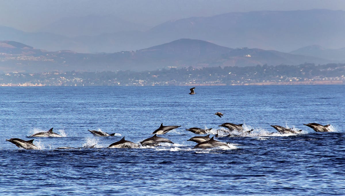 Dolphin Stampede in Southern California