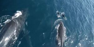 dolphins play with humpback whales