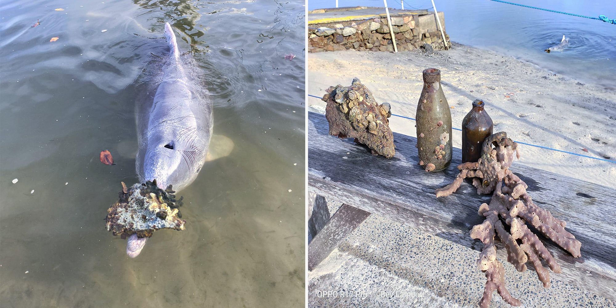 Why Dolphins Bring Humans “Gifts” From The Sea At Australian Café