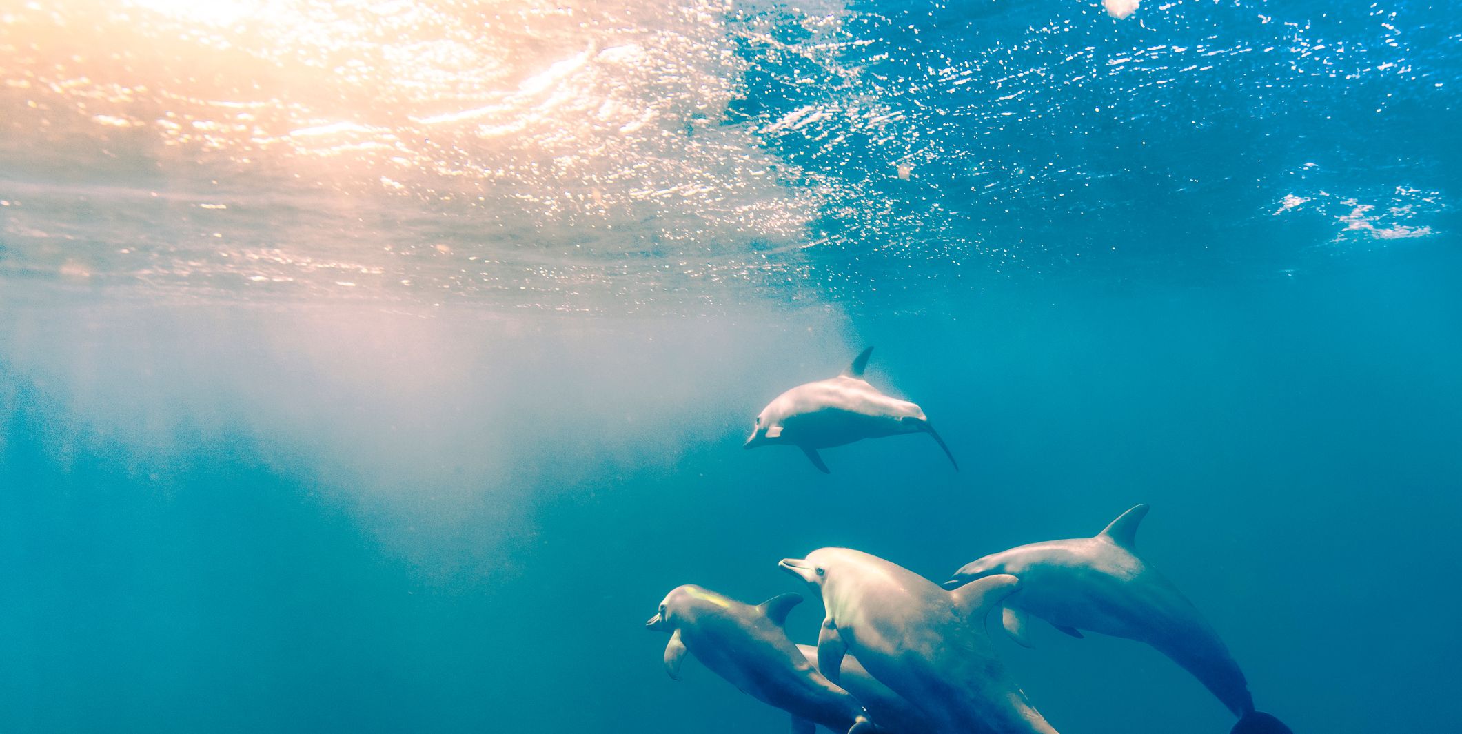 people swimming with dolphins underwater