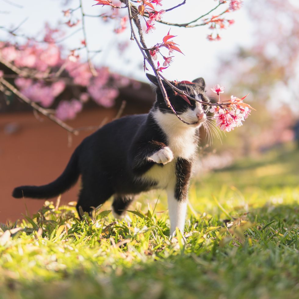 domestic cat enjoy with cherry blossom tree.