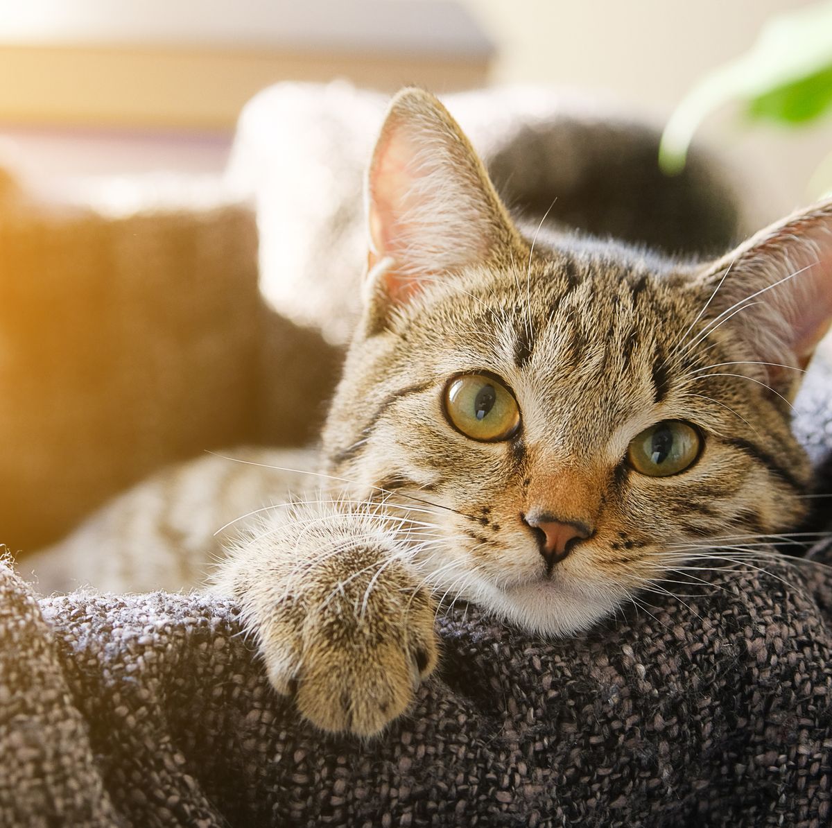 Cats Care About People More Than Food, New Study Finds