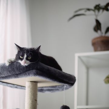 domestic cat lying down on a cat tree