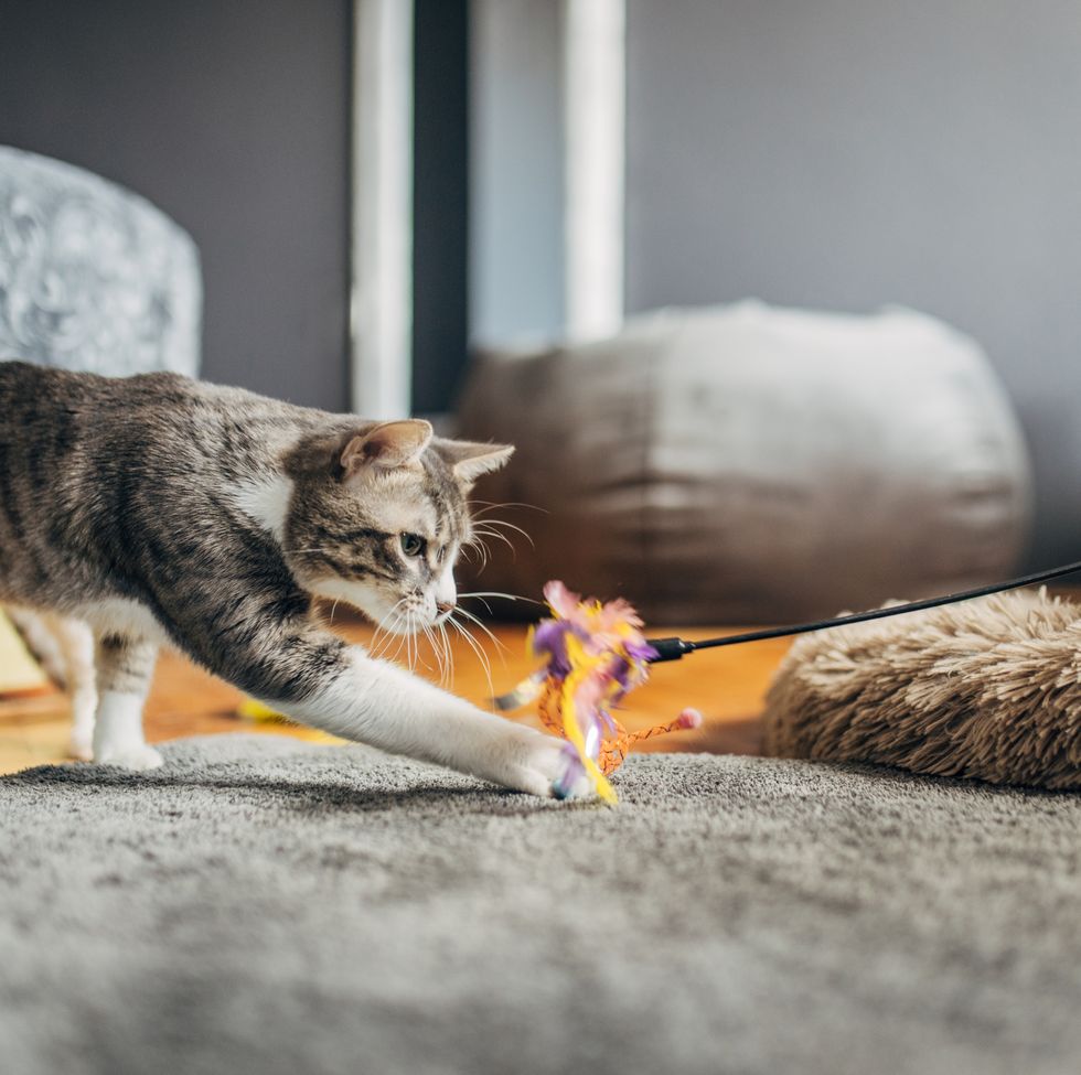 domestic cat playing with female owner