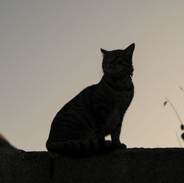 domestic cat sitting on a wall at sunset