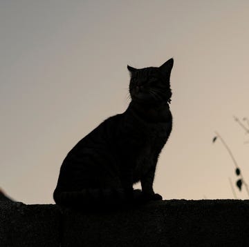 Domestic cat sitting on a wall at sunset domestic cat sitting on a wall at sunset