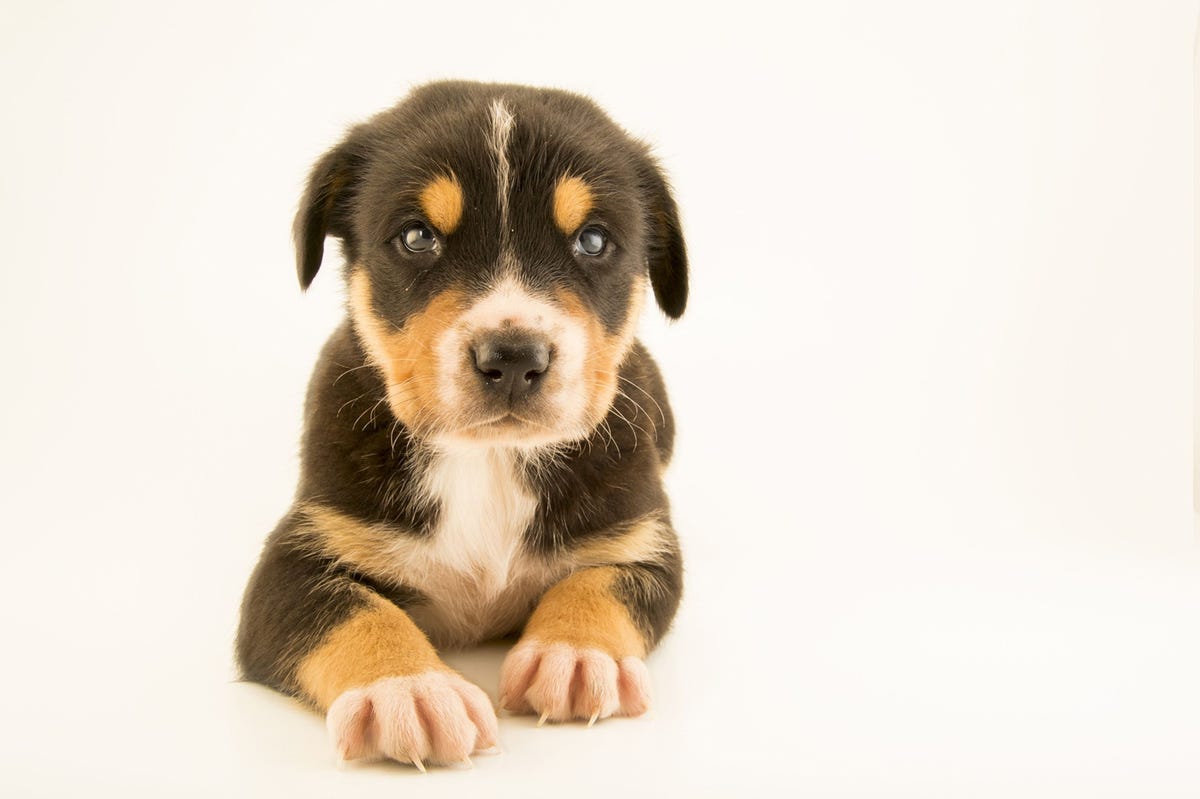 De grote Zwitserse sennenhond hier op een foto uit het Franse Choussy wordt soms opgeleid voor speur en reddingswerk