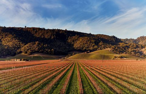 best california wineries dominus estate napa