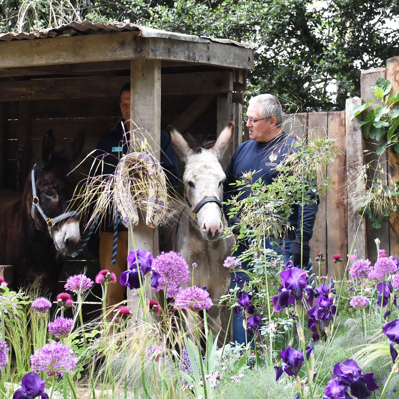 The Donkey Sanctuary  garden Chelsea Flower Show