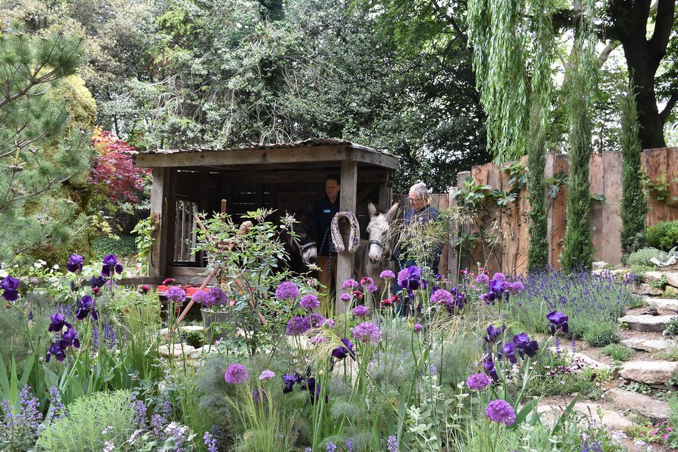 The Donkey Sanctuary  garden Chelsea Flower Show